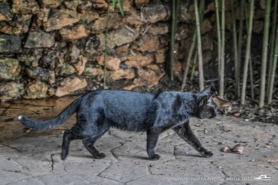 ZFC_1920-2 GATO-1004