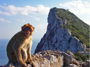 images/stories/mayo1/mono-penon-gibraltar2.jpg