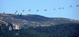 images/stories/junio/aves.jpg
