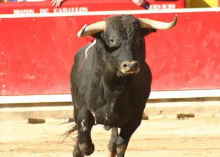 images/stories/julio/000000toros.jpg