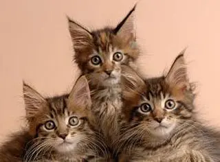 images/stories/2010septiembre2/gatos-maine-coon-31.jpg
