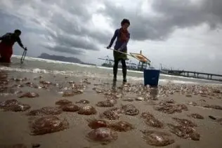 medusas en la playa en a&ntilde;os anteriores