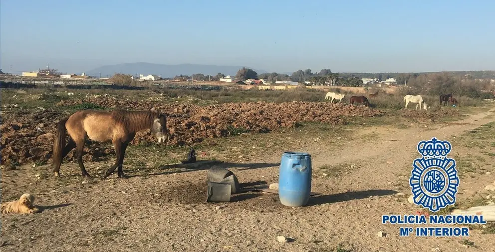 EuropaPress_2132271_Animales_abandonados_rescatados_por_la_Polic&iacute;a_en_La_l&iuml;nea