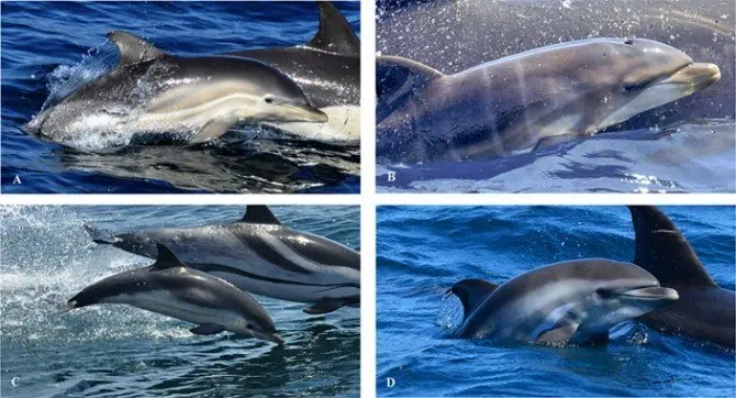 89_hallan-por-primera-vez-en-el-mundo-un-ejemplar-de-delfin-hibrido-en-alta-mar_image_380 (1)