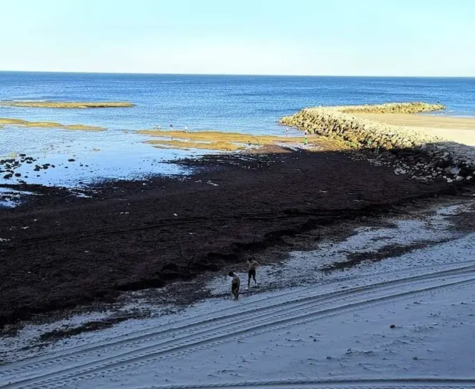 Alga invasora.