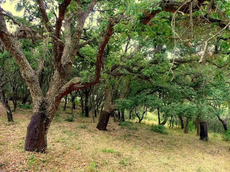 Parque Natural de Los Alcornocales.