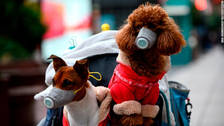 cnn-perro-coronavirus-4