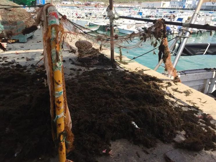 EuropaPress_2351611_redes_pesca_alga_invasora_puerto_barbate