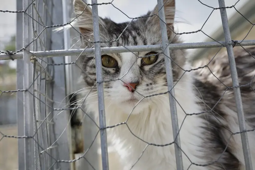EuropaPress_3178085_gato_observa_verja_instalaciones_adecuadas_albergue_san_francisco_asis