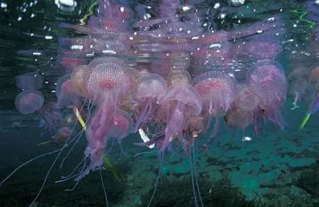medusas