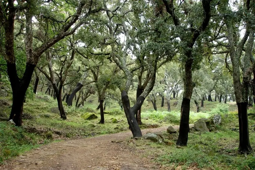 alcornoques.