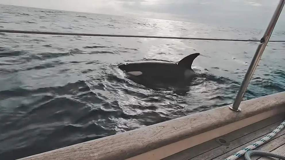 una orca ataca un velero