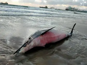 delfin dos