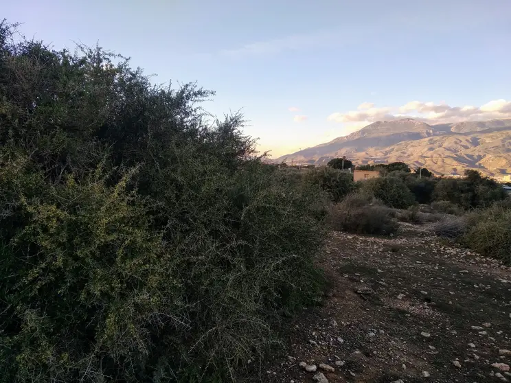 Moi Palmero. Arto a los pies de la Sierra de G&aacute;dor.