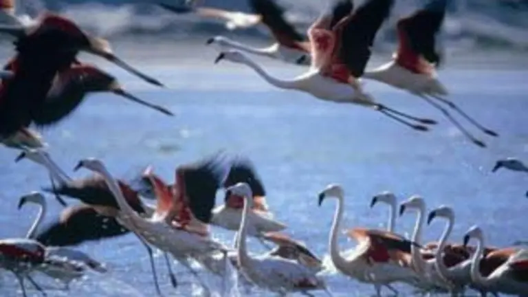 images/stories/marzo/aves_migratorias.paracasperu1.jpg