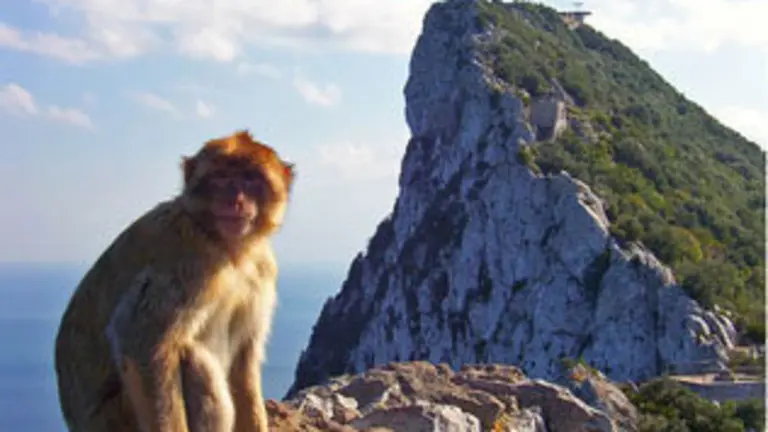 images/stories/mayo1/mono-penon-gibraltar2.jpg