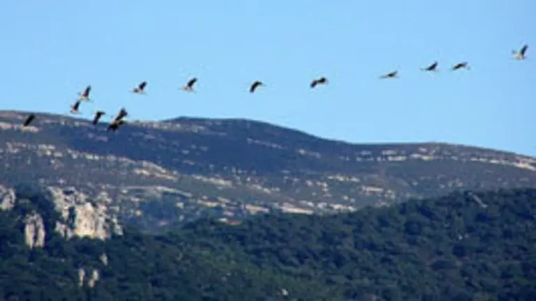 images/stories/junio/aves.jpg