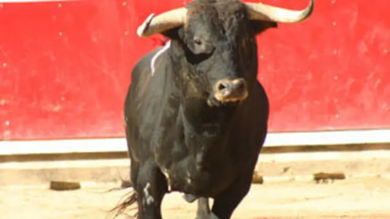 images/stories/julio/000000toros.jpg