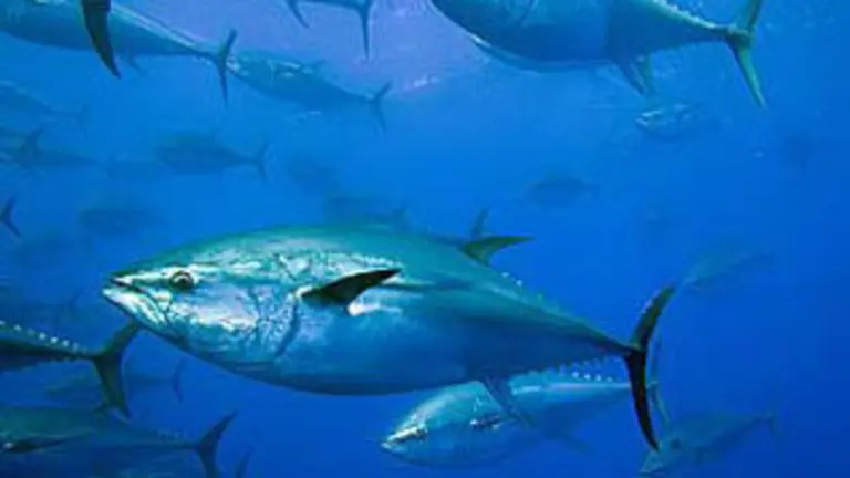images/stories/Agosto2010/atun-rojo21.jpg