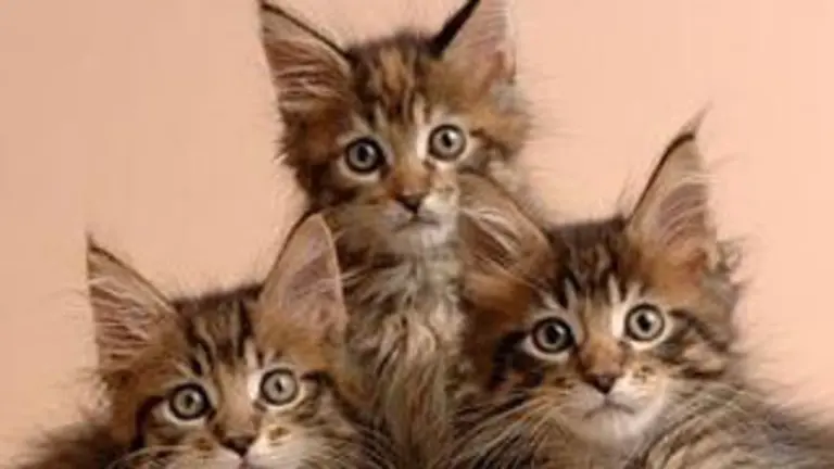 images/stories/2010septiembre2/gatos-maine-coon-31.jpg