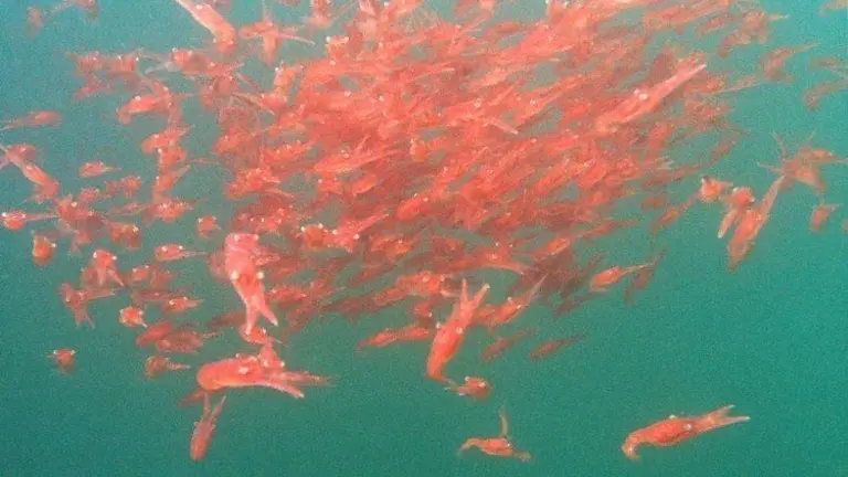 banco de krill