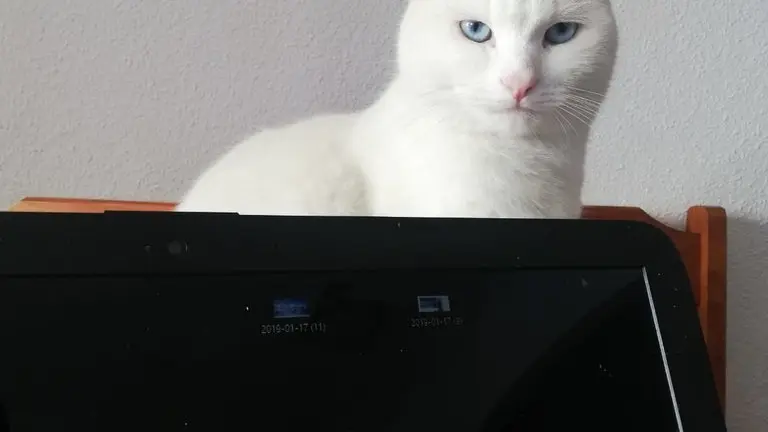 coco