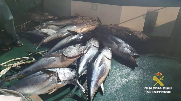 pescado intervenido