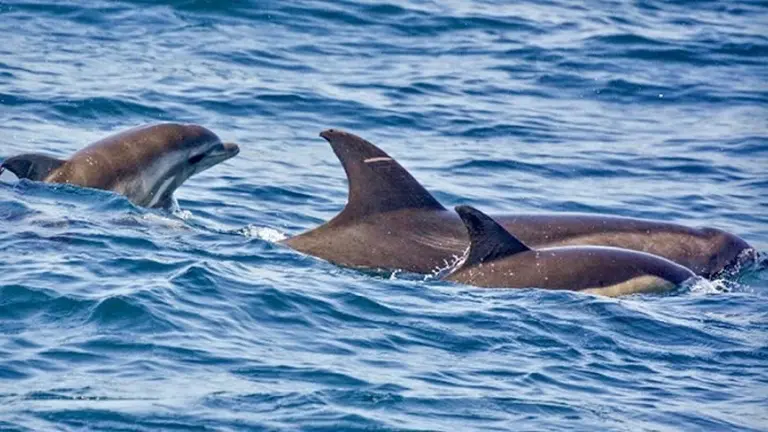 delfin-hibrido-bahia algeciras