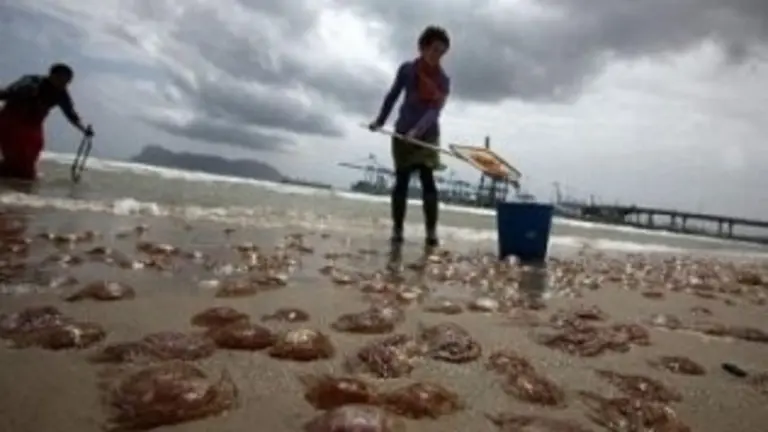 medusas en la playa en a&ntilde;os anteriores