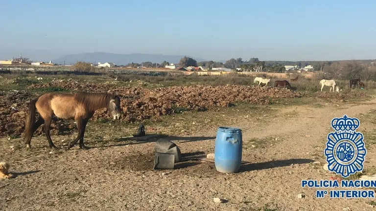 EuropaPress_2132271_Animales_abandonados_rescatados_por_la_Polic&iacute;a_en_La_l&iuml;nea