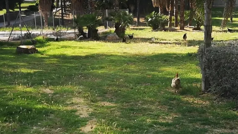 parque Francisco Soler Algeciras