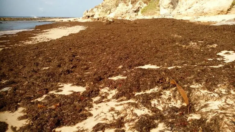 alga invasora