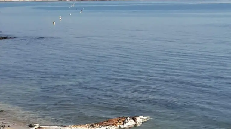 ballena varada