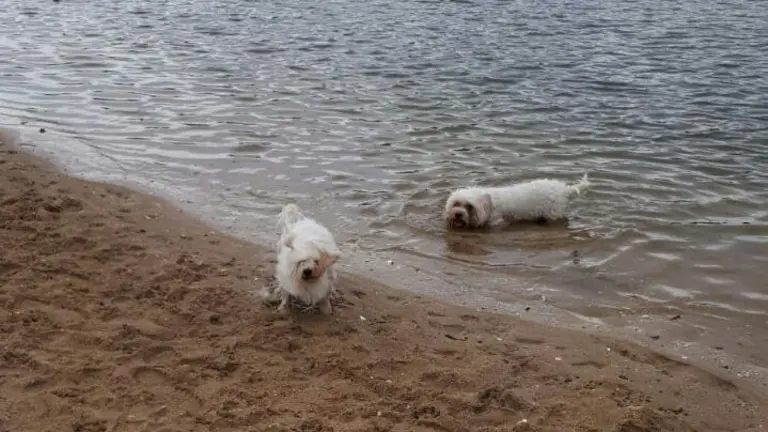 perros en la playa