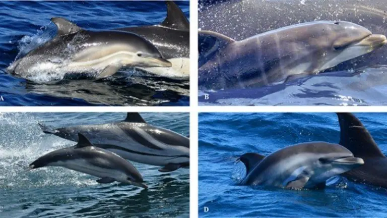 89_hallan-por-primera-vez-en-el-mundo-un-ejemplar-de-delfin-hibrido-en-alta-mar_image_380 (1)