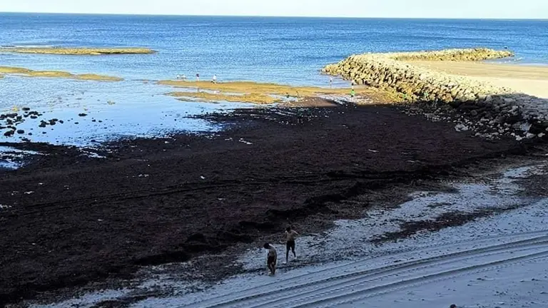 Alga invasora.