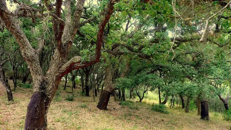 Parque Natural de Los Alcornocales.