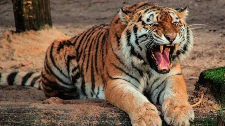 TIGRE
