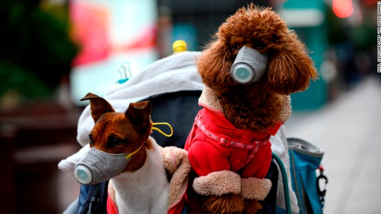 cnn-perro-coronavirus-4