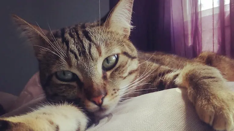 gato