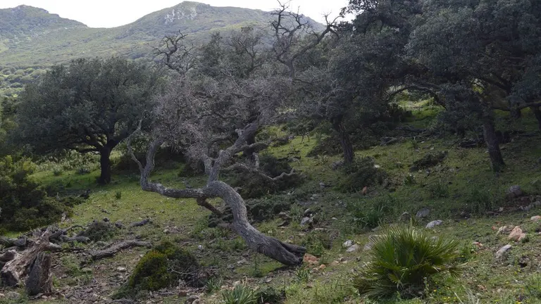 Alcornoque seco.
