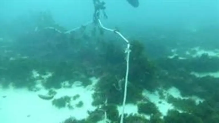Ecologistas denuncian la pesca con redes de enmalle de deriva.

Ecologistas denuncian la pesca con redes de enmalle de deriva.


5/7/2020