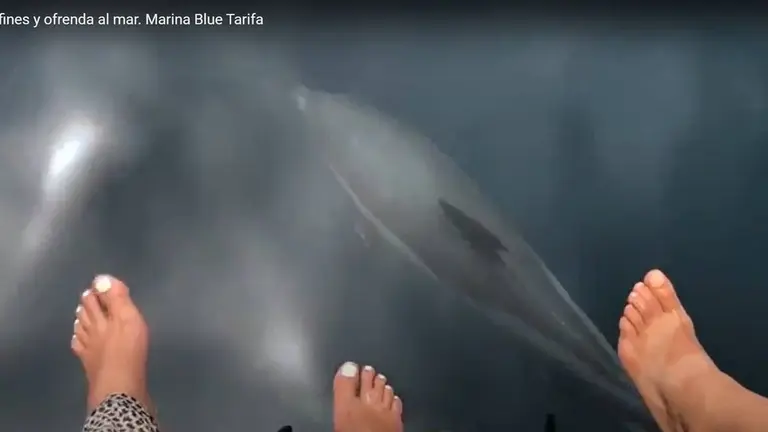 pies y delfines