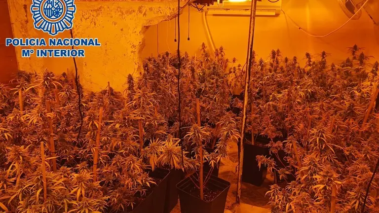 Plantaci&oacute;n de marihuana.