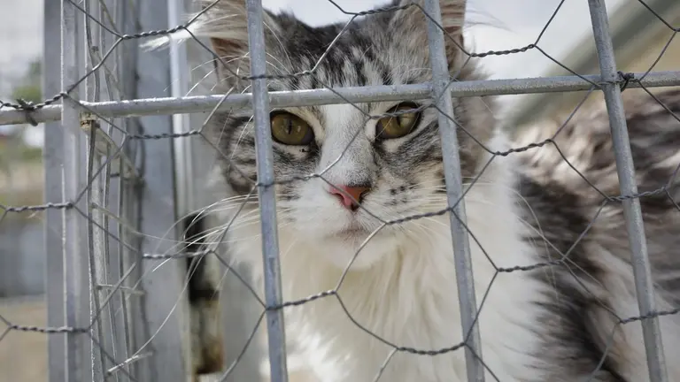 EuropaPress_3178085_gato_observa_verja_instalaciones_adecuadas_albergue_san_francisco_asis