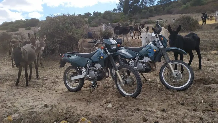 BURROS