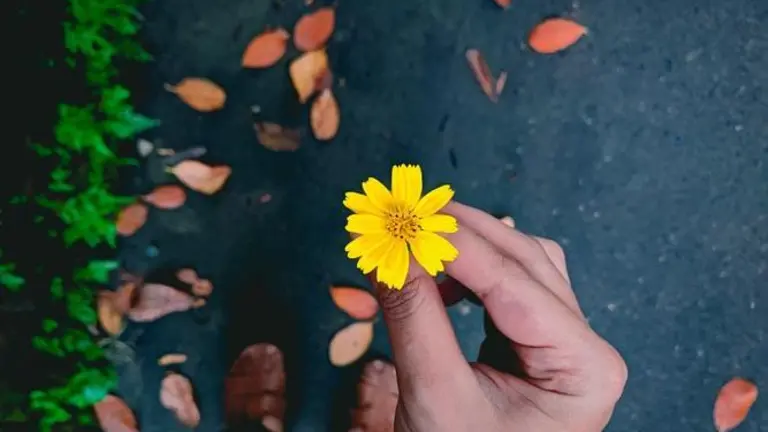 flores