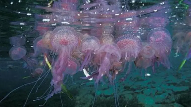 medusas