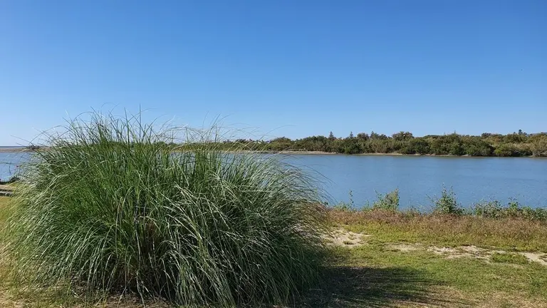 Plumero de la pampa junto al r&iacute;o Guadiaro