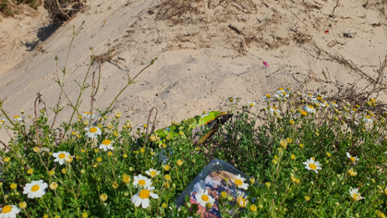 Dunas de Palmones.